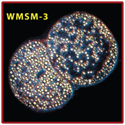 Thiomargarita namibiensis, Dr. Heide Schulz-Vogt, MPI for Marine Microbiology, Bremen, Germany